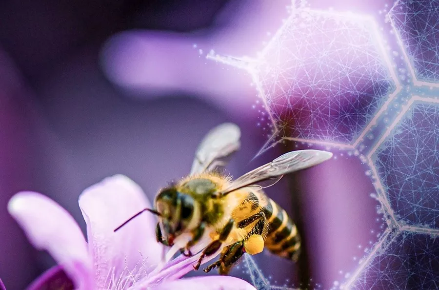 Bienenprodukte